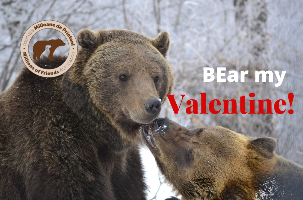 [ÎNCHEIAT] CONCURS: Câștigă un cadou unic: BEar my Valentine!