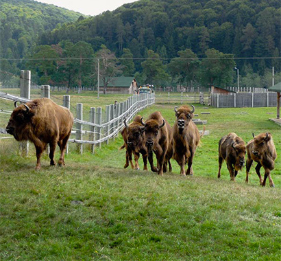 Valley of bisons - Vama Buzăului